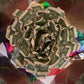 Huge Cash Rose by Spendable Arrangements